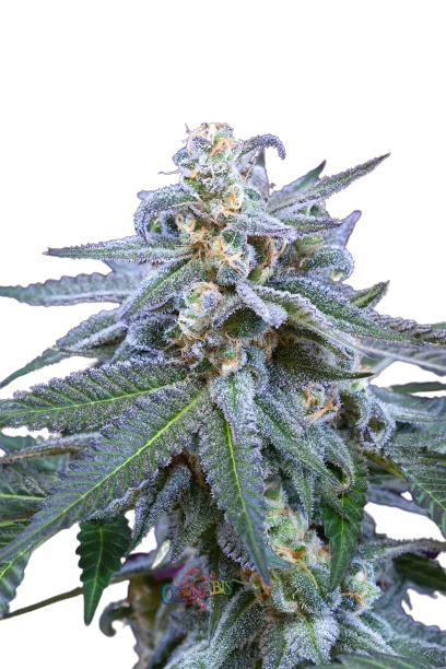 Killer Grape Feminized