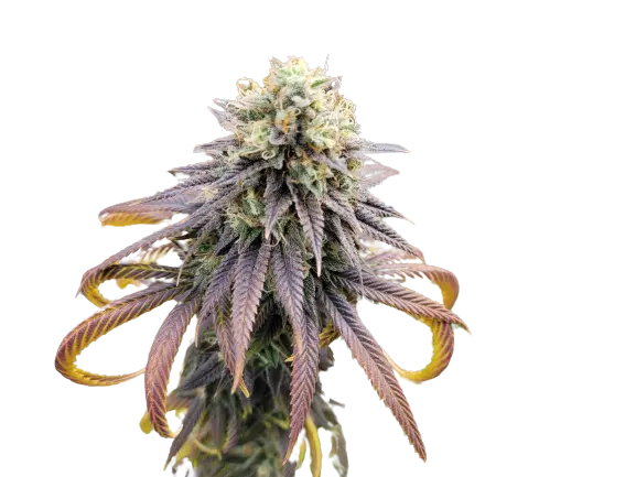 Krishna Kush Feminized