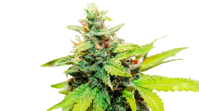 Kryptonite Auto