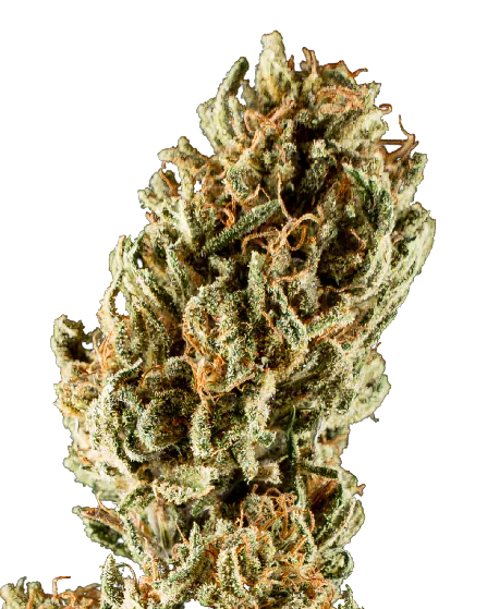 Lemon Crush Feminized
