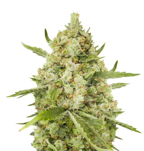 Lemon Drizzle Feminized