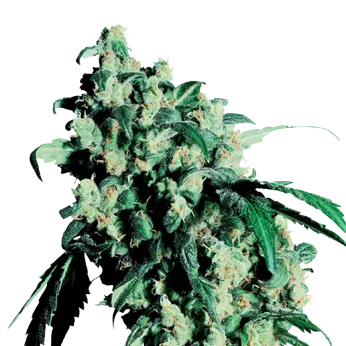 Lemon Drop Feminized