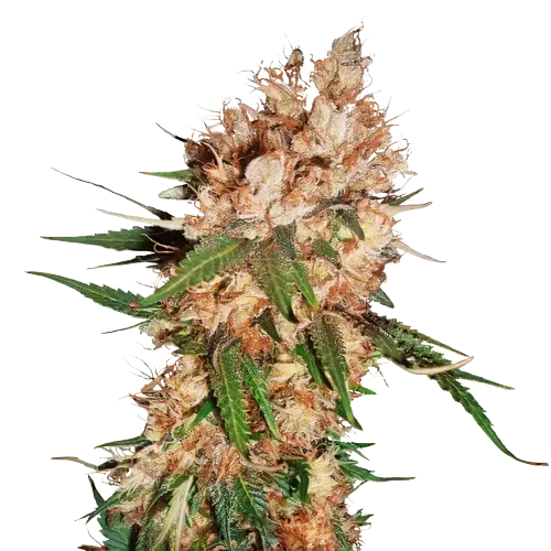 Lemon Feminized