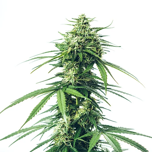 Lemon Fire Feminized