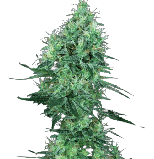 Lemon G Feminized