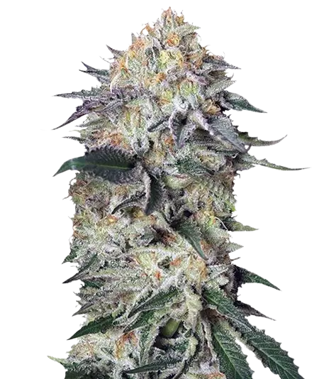 Lemon Garlic OG Feminized
