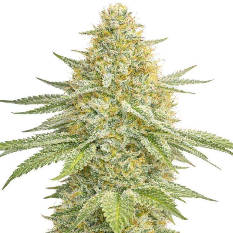 Lemon Haze Feminized
