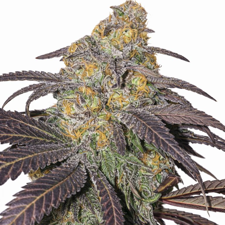 M-39 Feminized