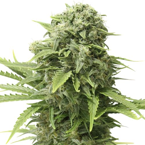 Mac 1 Auto