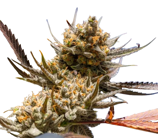 Magic Beans OG Feminized