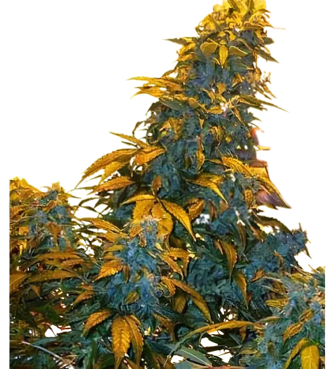 Maxi Gom Feminized