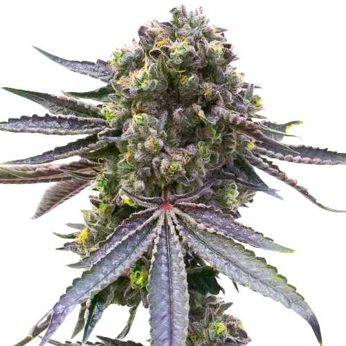 Mazar x Blueberry Feminized