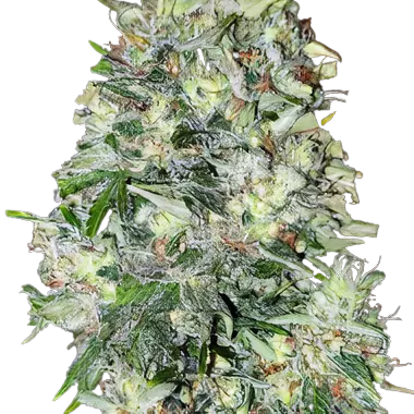 Mickey Kush Feminized