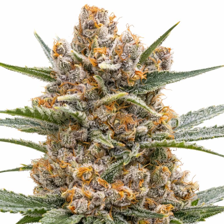 Middlefork Feminized