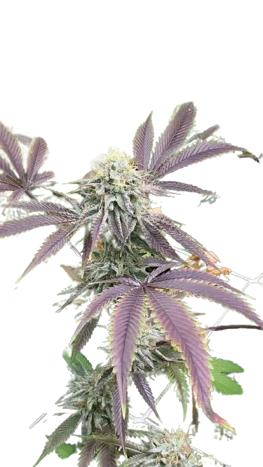 Mint Chocolate Chip Feminized
