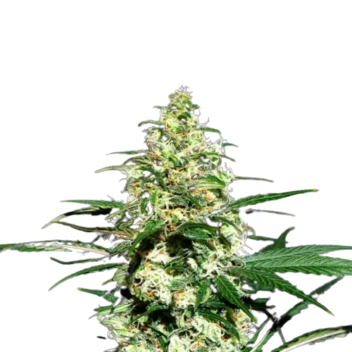 Mint Chocolate Feminized