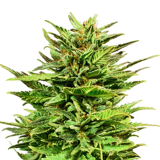 Mr. Tusk Feminized
