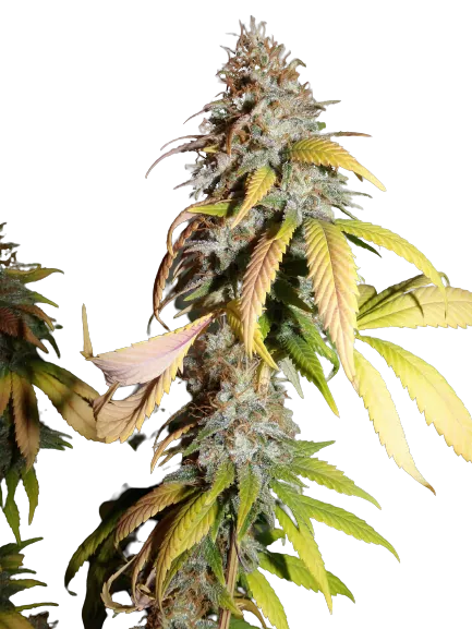 Nebula Auto