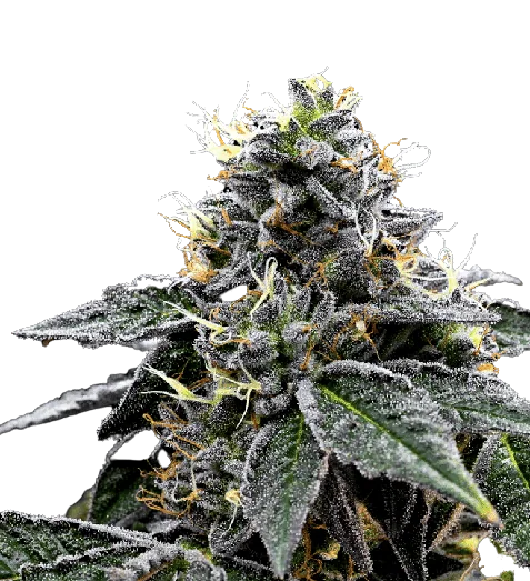 Night Train Feminized