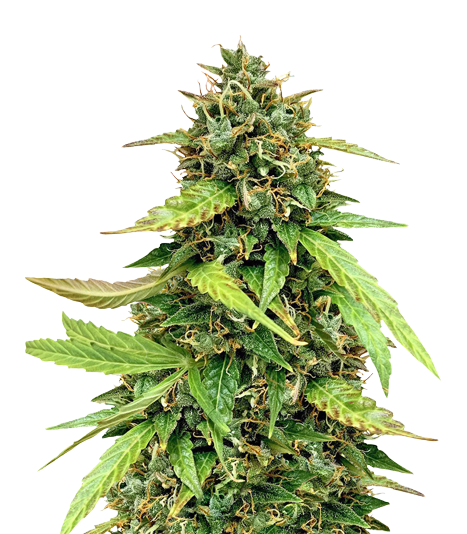 OG Chem Feminized