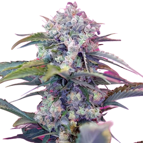 OG Diesel Kush Feminized