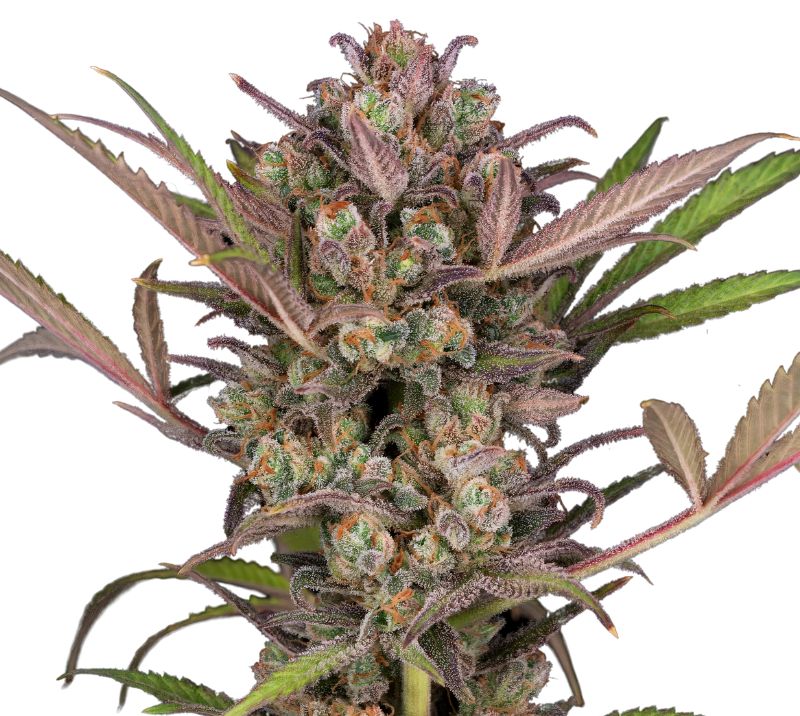 Phantom Cookies Feminized
