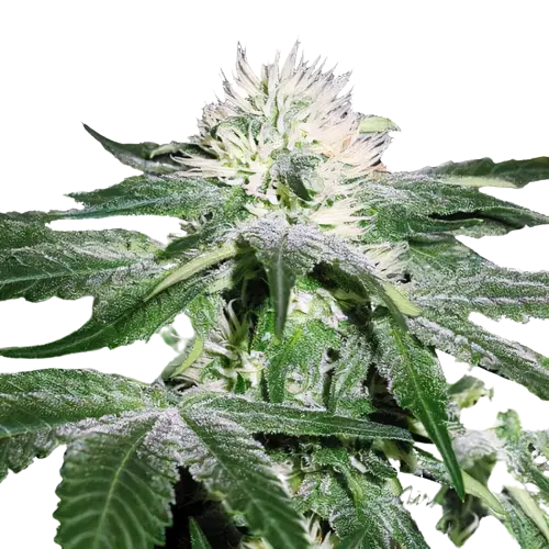 Pineapple Mayhem Feminized