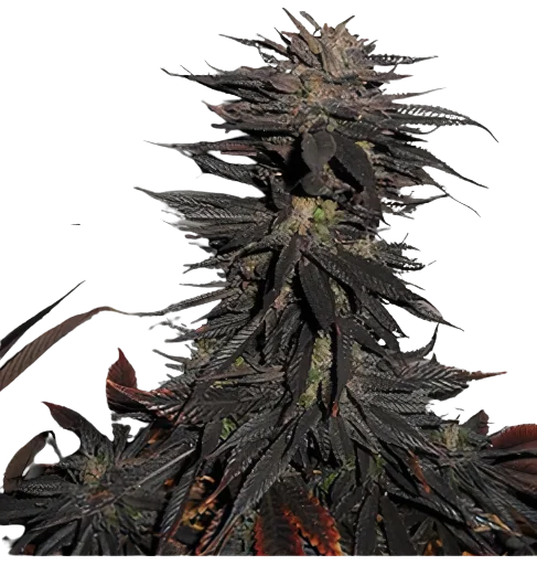 Pineapple Purple Skunk Feminized