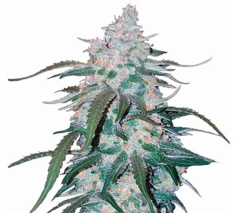 Pineapple Thai Feminized