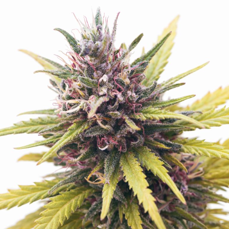 Pink Death Star Feminized