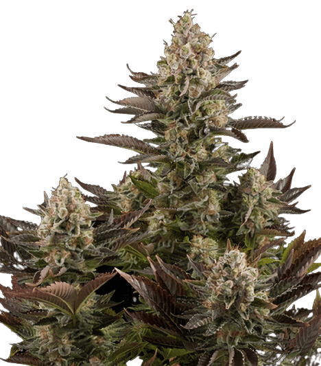 Pink Mango Feminized