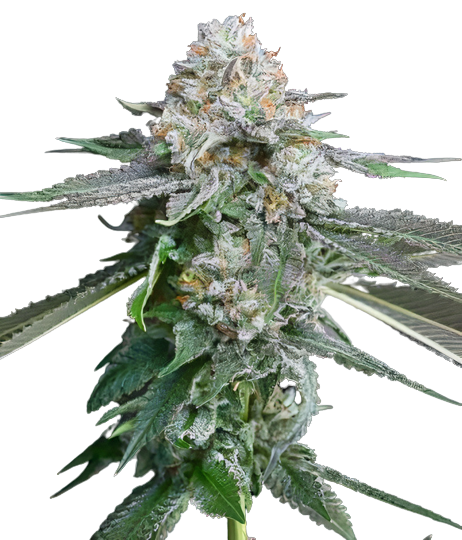 Race Fuel OG Feminized