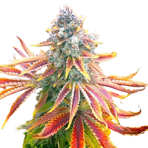 Rainbow Feminized