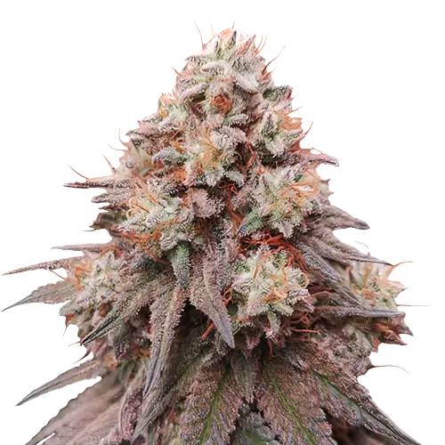 Rainbow Glue Feminized