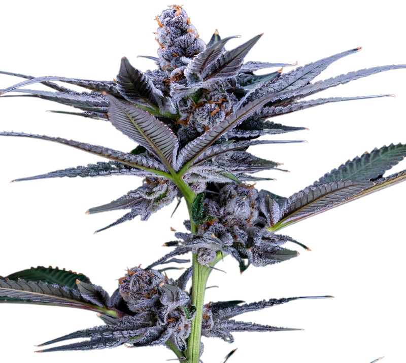 Red Widow Feminized