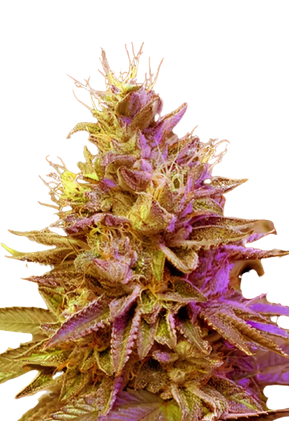 Redwood Kush Feminized