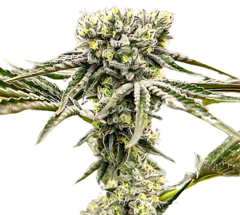 Rocky Mountain Blueberry Feminized