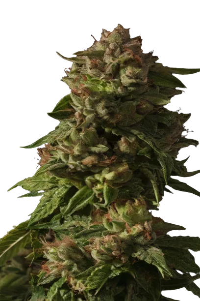 Rollex OG Kush Feminized