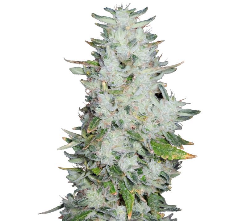 Romulan Feminized