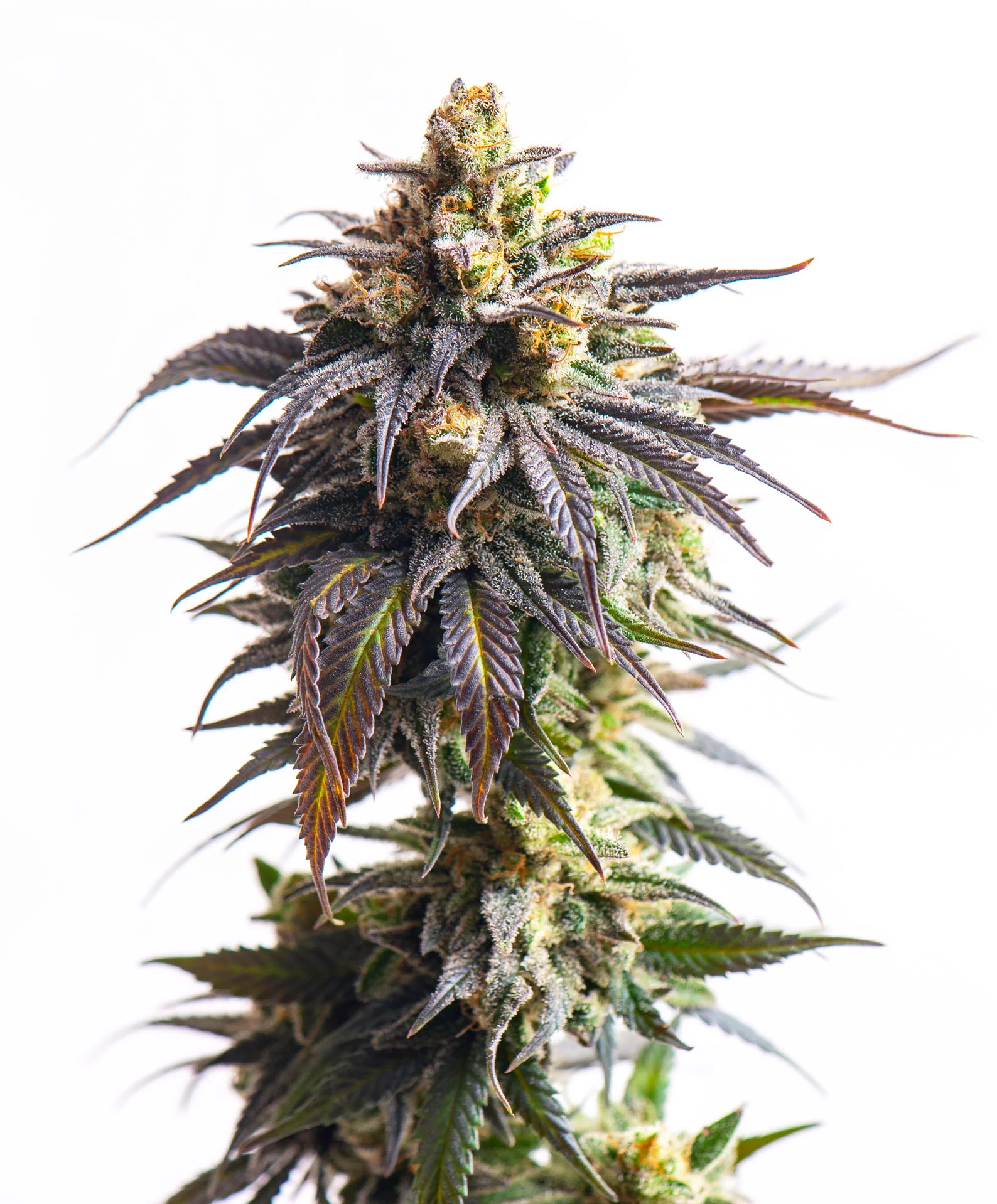 Romulan Haze Feminized