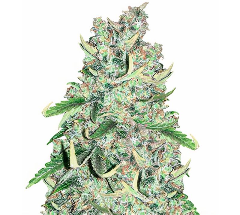 Royal Medic Feminized