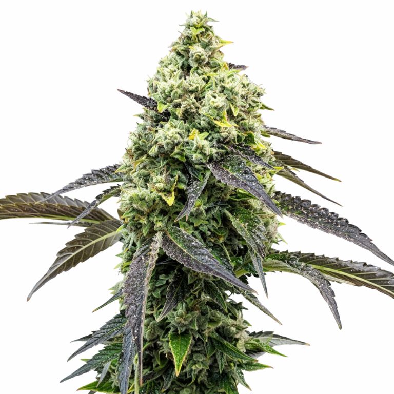 RS11 Feminized