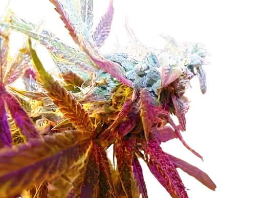 Rug Burn OG Feminized