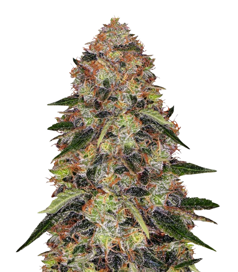 Shishkaberry Feminized
