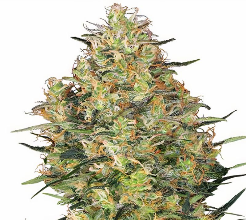 Shiva Skunk Feminized