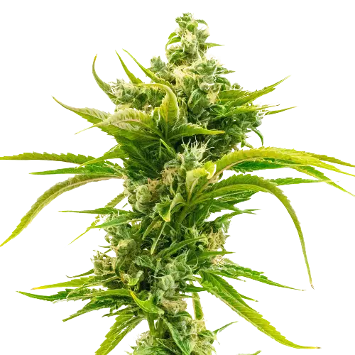 Skunk Diesel Feminized