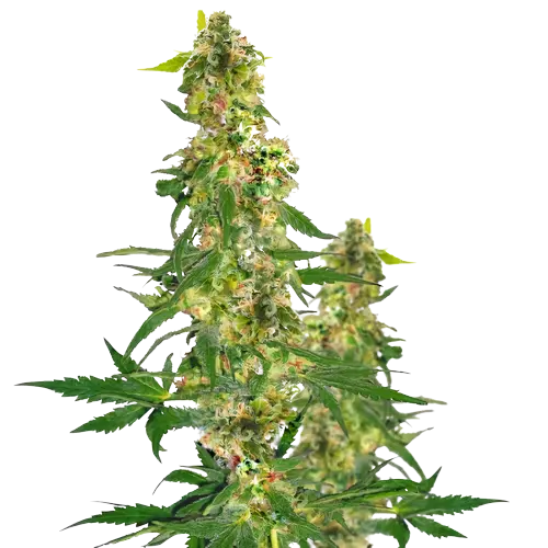 Snow Leopard Feminized