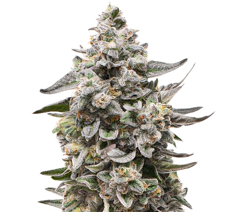 Snow White Auto