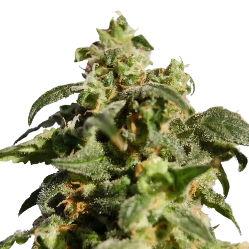 Snowcap Dream Feminized