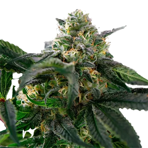 Sour Alien Feminized